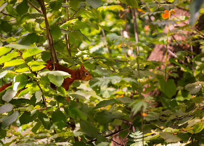 In Near Veluwe Forests Putten